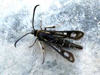 Pyropteron muscaeforme Esp. adulte - Daniel Morel