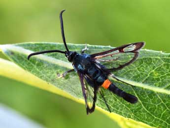 Synanthedon myopaeformis Bkh. adulte - Daniel Morel