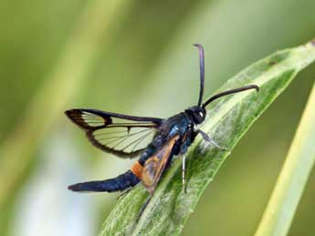 Synanthedon myopaeformis Bkh. adulte - Daniel Morel