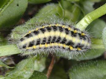  Chenille de Zygaena nevadensis Rbr - ©Wolfgang Wagner, www.pyrgus.de