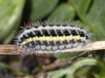  Chenille de Zygaena nevadensis Rbr - Wolfgang Wagner, www.pyrgus.de