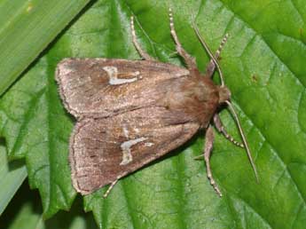 Phragmatiphila nexa Hb. adulte - Yann Duquef