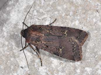 Euxoa nigricans L. adulte - Philippe Mothiron