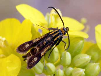 Chamaesphecia nigrifrons Le Cerf adulte - ©Daniel Morel