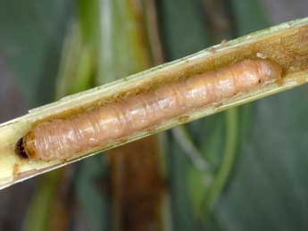  Chenille de Sesamia nonagrioides Lefebvre - Wolfgang Wagner, www.pyrgus.de