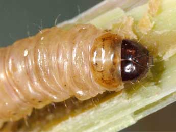  Chenille de Sesamia nonagrioides Lefebvre - ©Wolfgang Wagner, www.pyrgus.de