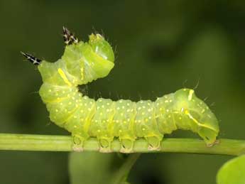  Chenille de Brachionycha nubeculosa Esp. - Wolfgang Wagner, www.pyrgus.de