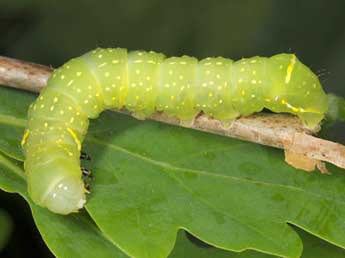  Chenille de Brachionycha nubeculosa Esp. - Wolfgang Wagner, www.pyrgus.de