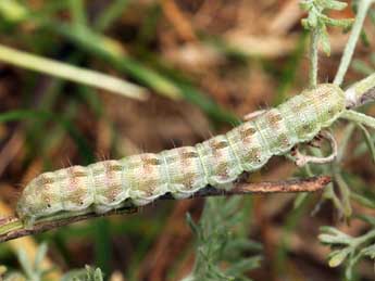  Chenille de Heliothis nubigera H.-S. - ©Daniel Morel