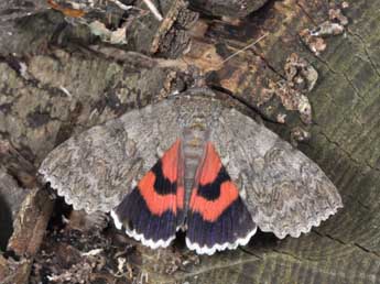 Catocala nupta L. adulte - Philippe Mothiron