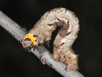  Chenille de Nychiodes obscuraria Vill. - Philippe Mothiron