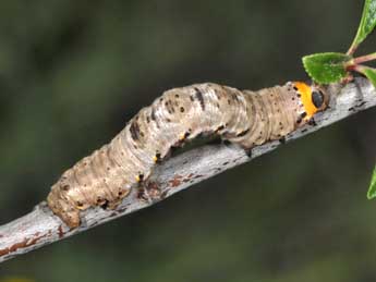  Chenille de Nychiodes obscuraria Vill. - ©Philippe Mothiron