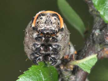  Chenille de Nychiodes obscuraria Vill. - Philippe Mothiron