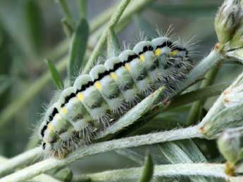  Chenille de Zygaena occitanica Vill. - ©Daniel Morel