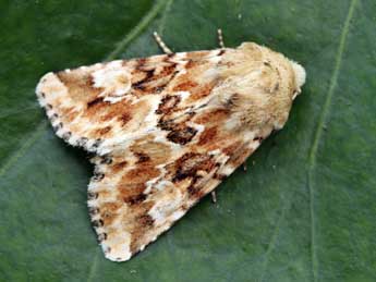 Eremobia ochroleuca D. & S. adulte - Daniel Morel