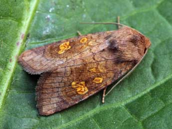 Amphipoea oculea L. adulte - ©Daniel Morel