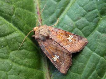 Amphipoea oculea L. adulte - ©Daniel Morel