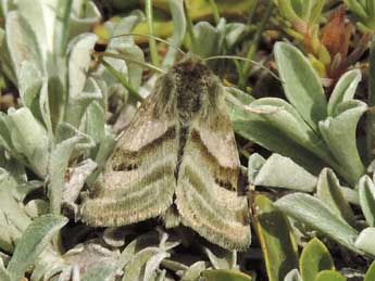 Heliothis ononis D. & S. adulte - ©Jean-Pierre Lamoline