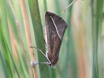 Compsoptera opacaria Hb. adulte - ©Emmanuel Ruiz