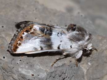 Calophasia opalina Esp. adulte - Philippe Geniez