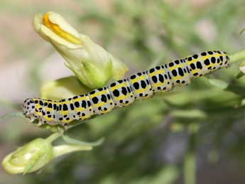  Chenille de Calophasia opalina Esp. - ©Emmanuel Ruiz