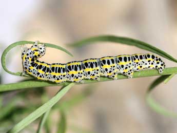  Chenille de Calophasia opalina Esp. - ©Emmanuel Ruiz