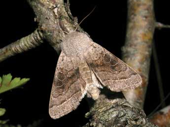 Orthosia opima Hb. adulte - Jean-Pierre Lamoline