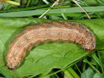  Chenille de Eucoptocnemis optabilis Bsdv. - Wolfgang Wagner, www.pyrgus.de