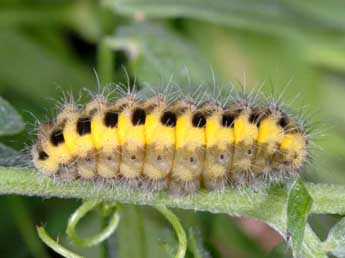  Chenille de Zygaena osterodensis Reiss - Wolfgang Wagner, www.pyrgus.de