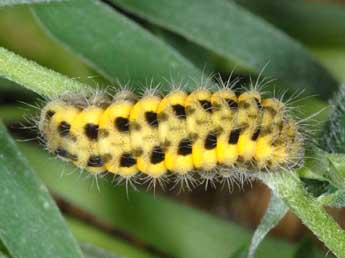  Chenille de Zygaena osterodensis Reiss - ©Wolfgang Wagner, www.pyrgus.de