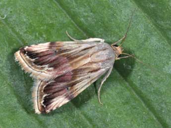 Eublemma ostrina Hb. adulte - Philippe Mothiron