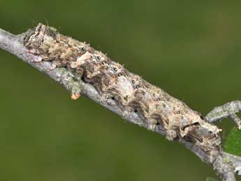  Chenille de Allophyes oxyacanthae L. - ©Philippe Mothiron