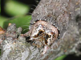  Chenille de Allophyes oxyacanthae L. - Philippe Mothiron