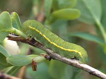  Chenille de Colias palaeno L. - Wolfgang Wagner, www.pyrgus.de