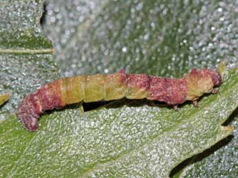  Chenille de Geometra papilionaria L. - ©Jean-Paul Coat