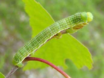  Chenille de Archiearis parthenias L. - ©Brigitte Seys