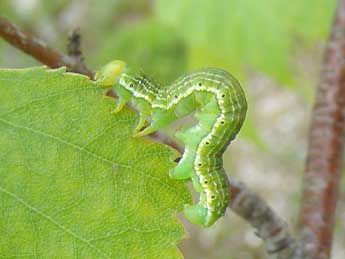  Chenille de Archiearis parthenias L. - ©Brigitte Seys