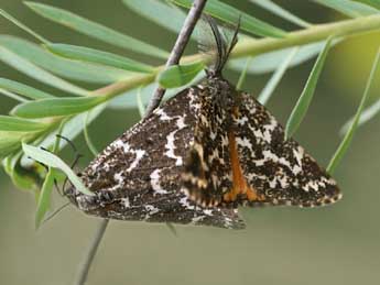 Athroolopha pennigeraria Hb. adulte - Emmanuel Ruiz