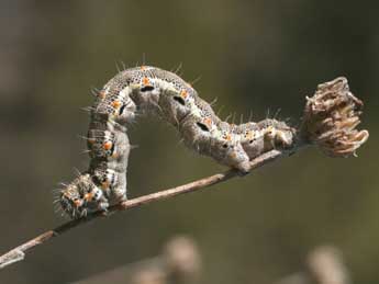  Chenille de Athroolopha pennigeraria Hb. - Alex Corge