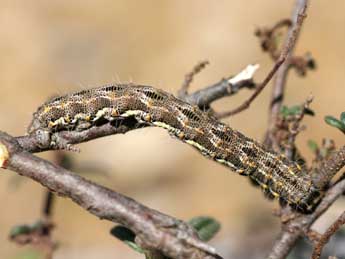  Chenille de Athroolopha pennigeraria Hb. - Emmanuel Ruiz