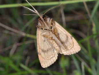 Amphipyra perflua F. adulte - ©Philippe Mothiron