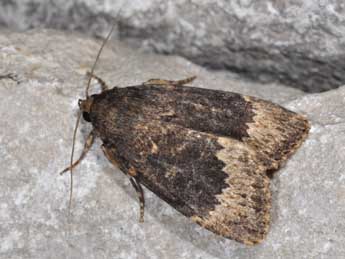 Amphipyra perflua F. adulte - Philippe Mothiron