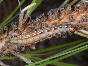  Chenille de Bryonycta pineti Stgr - ©Wolfgang Wagner, www.pyrgus.de