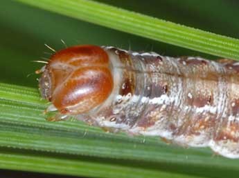  Chenille de Bryonycta pineti Stgr - ©Wolfgang Wagner, www.pyrgus.de