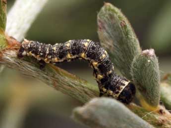  Chenille de Eurranthis plummistaria Vill. - ©Daniel Morel