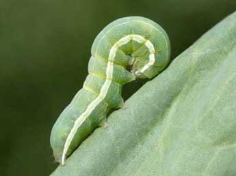  Chenille de Opigena polygona D. & S. - Eric Sylvestre