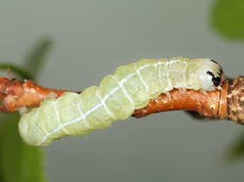  Chenille de Orthosia populeti F. - Samuel Ducept