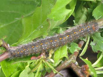  Chenille de Poecilocampa populi populi L. - Philippe Mothiron