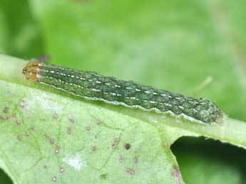  Chenille de Anaplectoides prasinus D. & S. - ©Philippe Mothiron