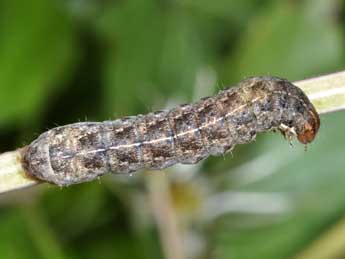  Chenille de Anaplectoides prasinus D. & S. - ©Philippe Mothiron